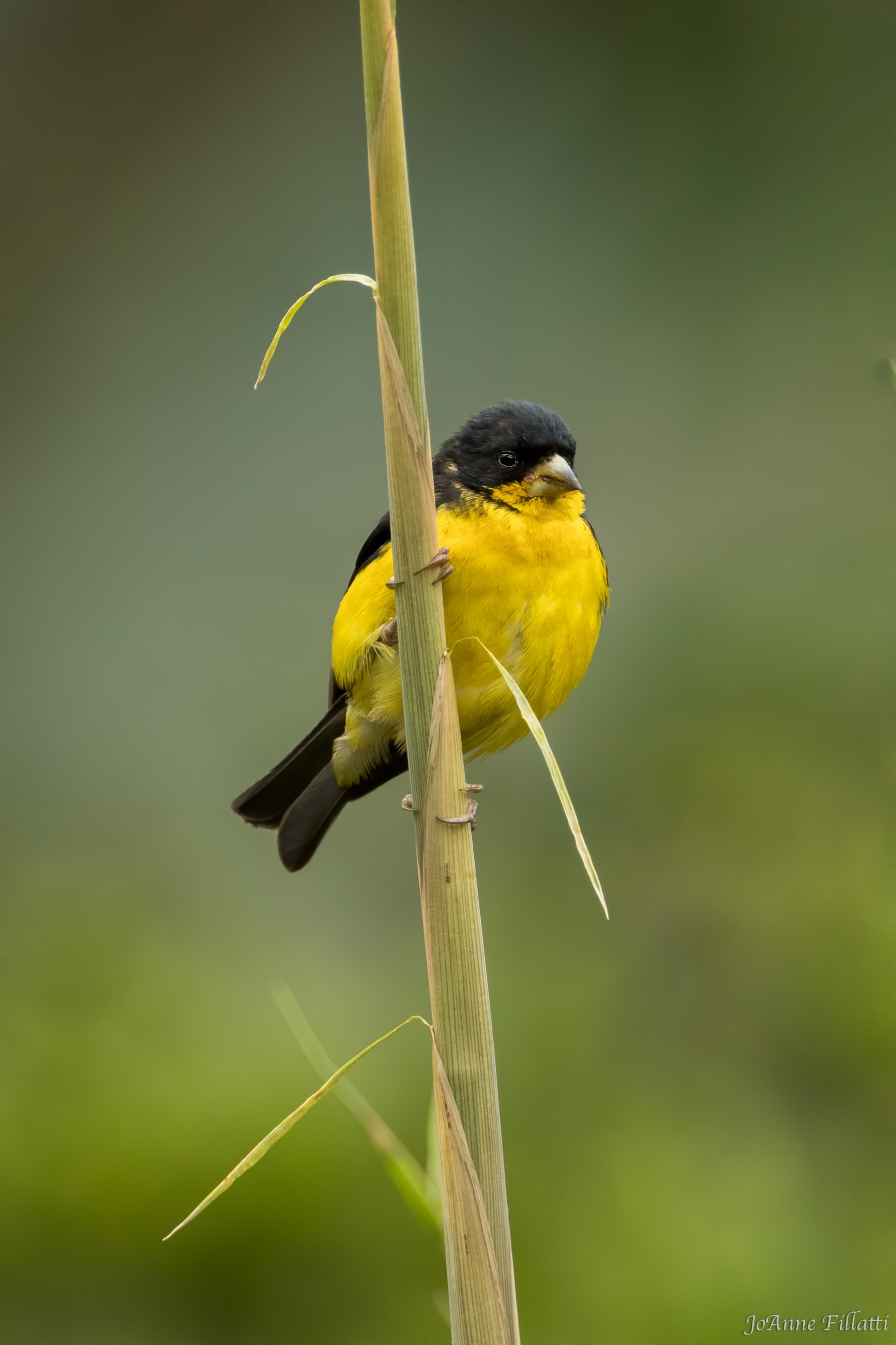 bird of colombia image 13